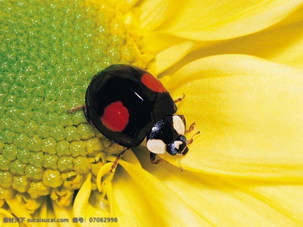 瓢虫 大自然 可爱 昆虫 生物世界 向日葵