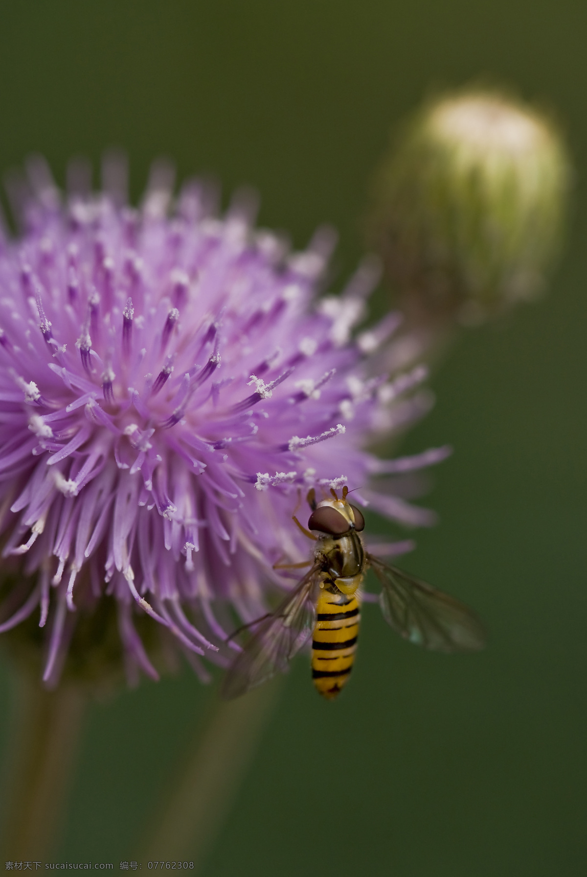 忙碌 蜜蜂 花朵 昆虫 生物世界 微距 忙碌的蜜蜂 采撷 微距虫虫