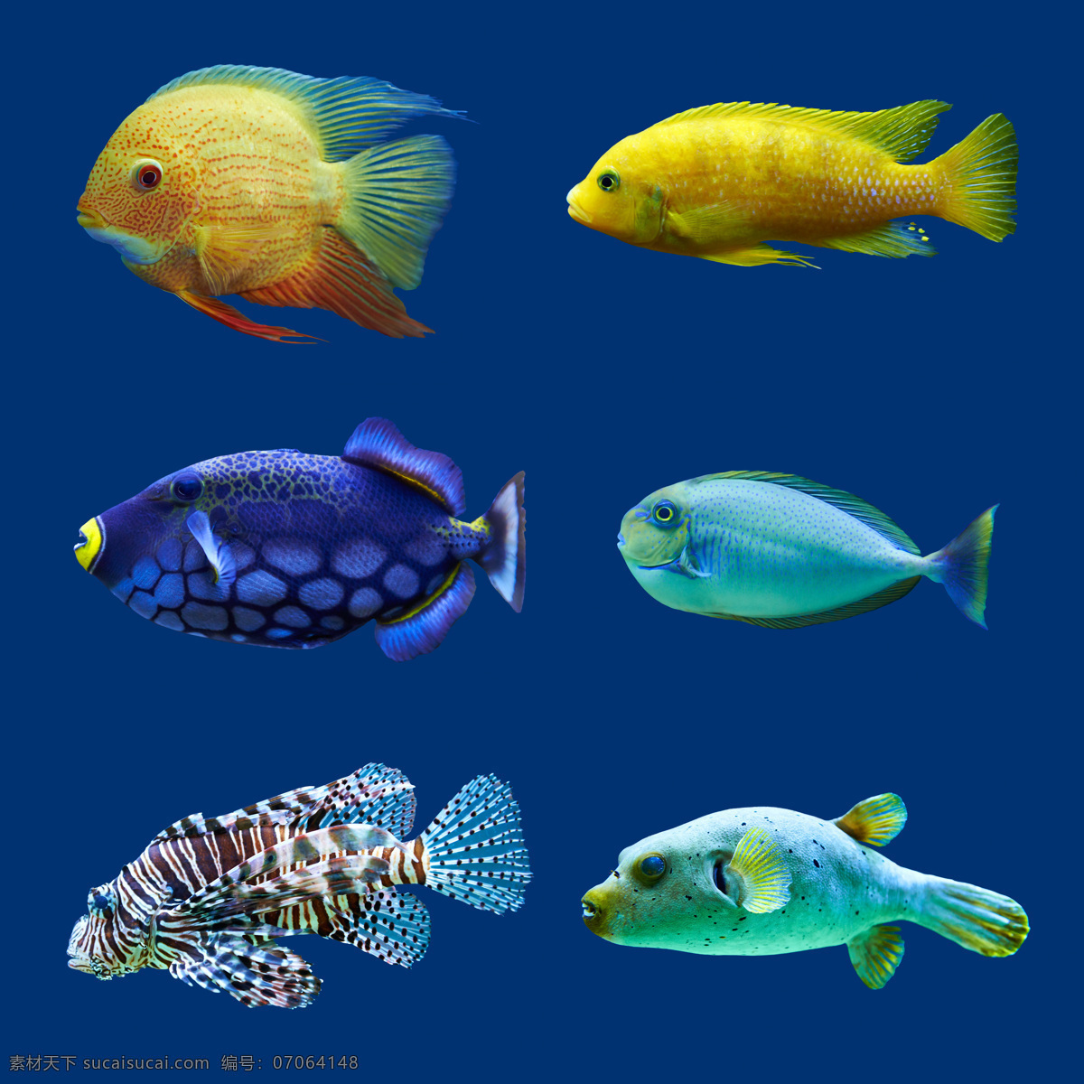 小鱼 种类 大全 高清 热带鱼 彩色 海洋鱼类 彩色鱼 鱼儿 鱼类 漂亮的鱼 海洋生物 动物图片 蓝色