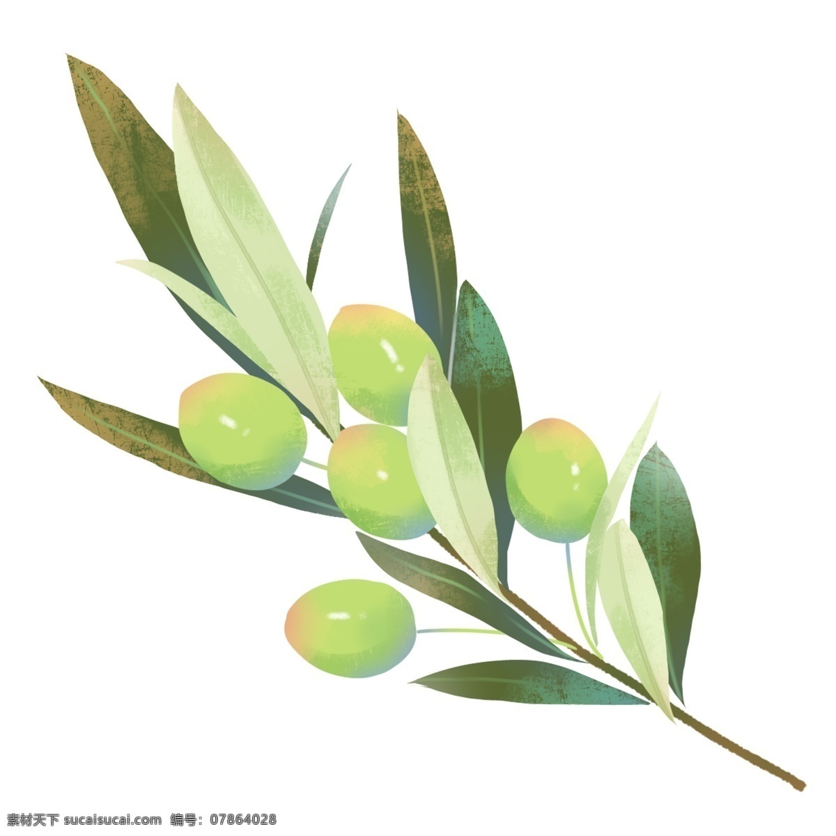 卡通 手绘 水彩 植物 插画 果实 花卉 叶子 绿色 小清新 花草 插画设计 树枝