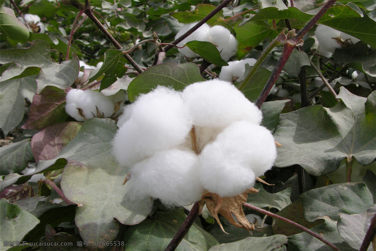 一朵棉花 白棉花 棉絮 棉花素材 棉花朵 新疆棉花 长绒棉 成熟棉花 棉絮棉花 农作物 棉花图片 棉花摄影 陆地棉 全棉 高清棉花 棉花地 棉田 棉花果 棉花特写 大朵棉花 植物 棉花基地 采摘棉花 棉花种植 棉花树 棉花枝叶 棉花植株 棉花种子 生物世界 花草