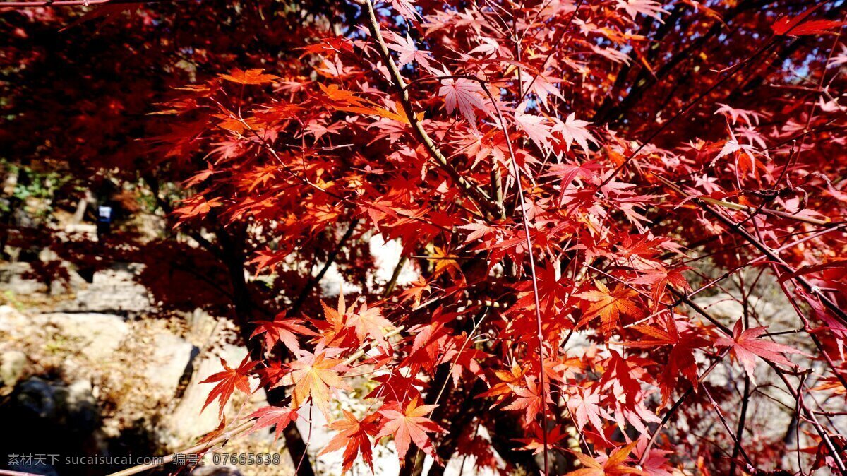 巨峰红叶 崂山 巨峰 秋天 红叶 阳光 枫树 生物世界 树木树叶