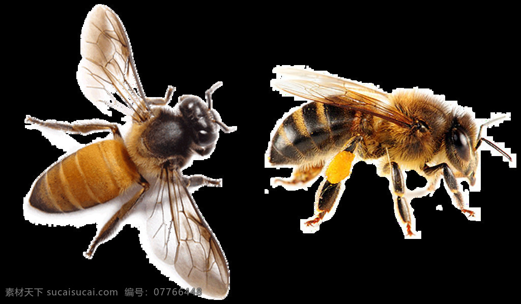 蜜蜂 照片 免 抠 透明 图 层 大图 大蜜蜂 金蜜蜂 小 卡通 蜜蜂照片 蜂蜜元素 蜜蜂元素 蜜蜂素材 蜜蜂海报素材 蜜蜂广告图片