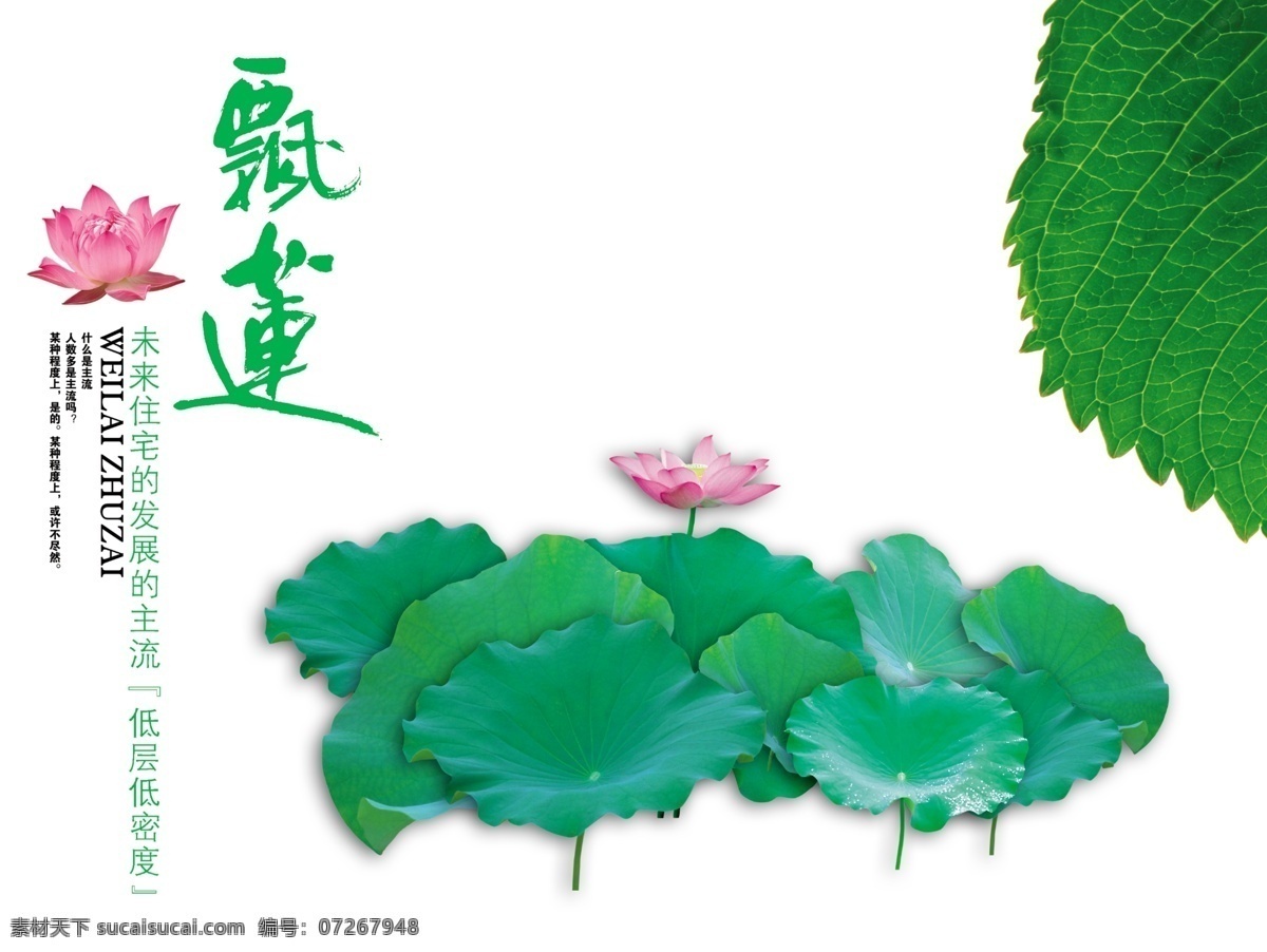 莲花 飘莲 荷叶 分层 源文件库