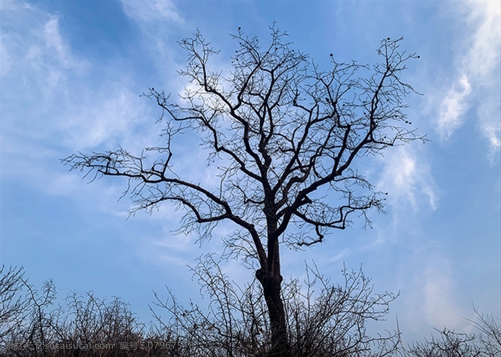老树 柿子树 山头 蓝天 白云 自然景观 自然风景 生物世界 树木树叶