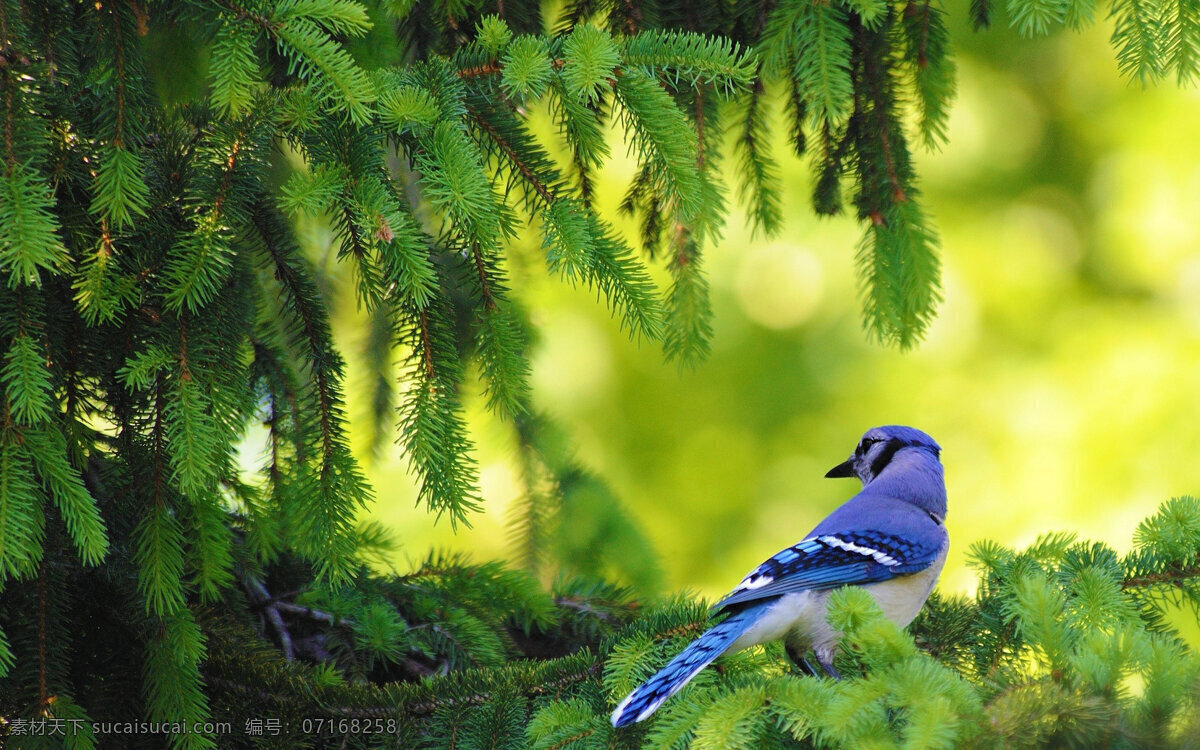 松针 树上 小 蓝鸟 松针树 鸟 树 绿色 绿光 蓝色 树叶 生物世界 鸟类