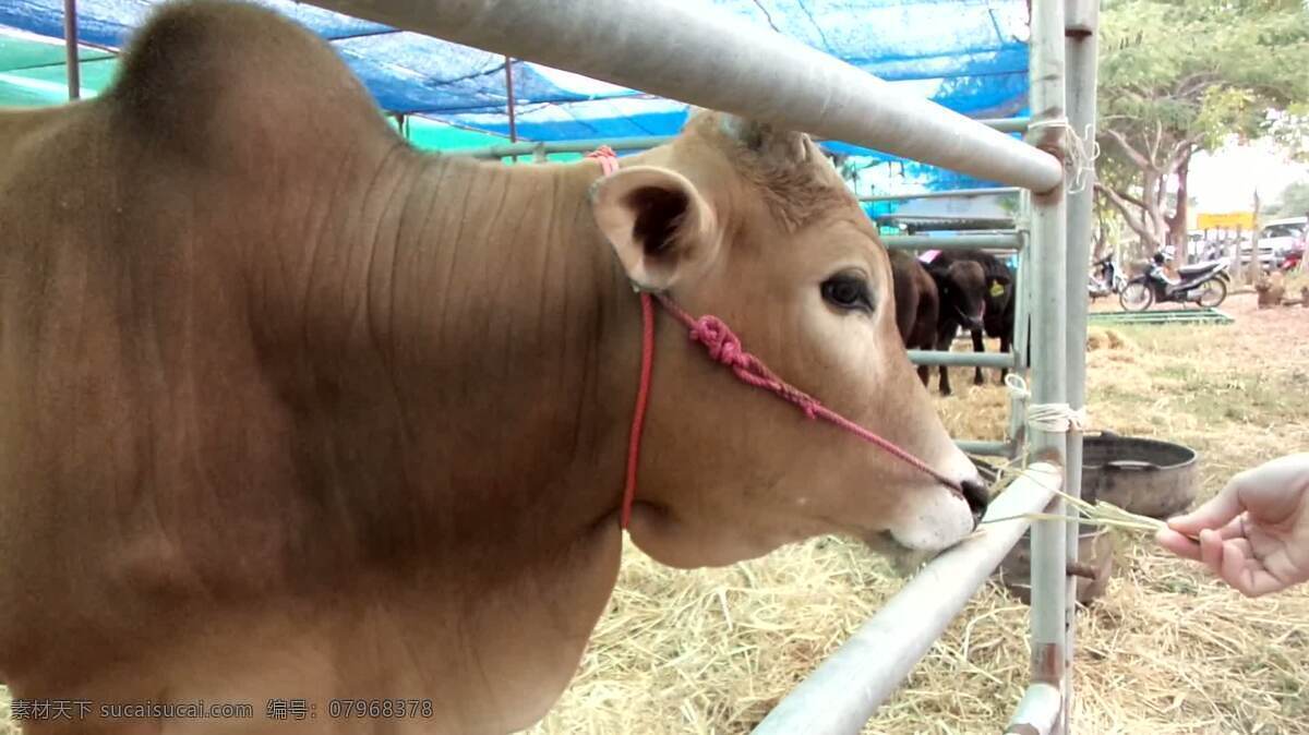 饲养一头奶牛 动物 喂养 奶牛 农场 农家 农业 干草 俘虏 肉 乳制品 农事 牛肉 野兽 公牛 兽群