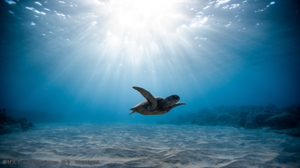 大海 阳光 海龟 海底 风景图片 风景 生物世界 海洋生物