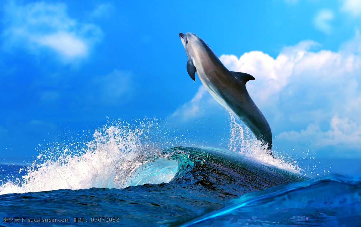自由 动物 海豚 大海 海洋 蓝天 蓝色 壁纸 跃起 跳跃 生物世界 海洋生物