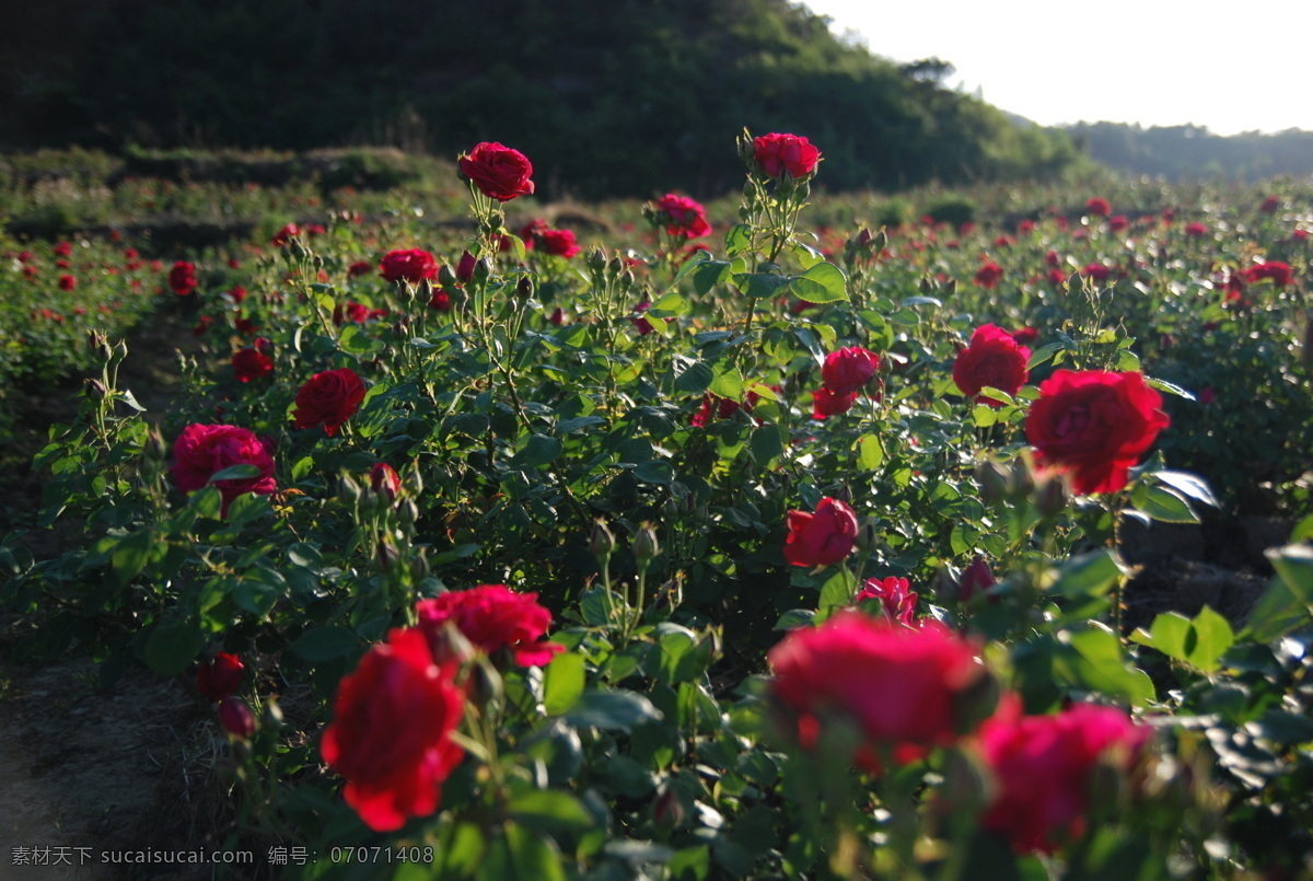 玫瑰基地 玫瑰 鲜花 基地 山地 春天 生物世界 花草