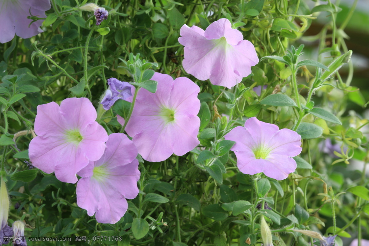 牵牛花 矮牵牛 碧冬茄 观赏花卉 花瓣 花朵 花儿 花草 花卉 植物 绿化景观 花卉大观园 生物世界