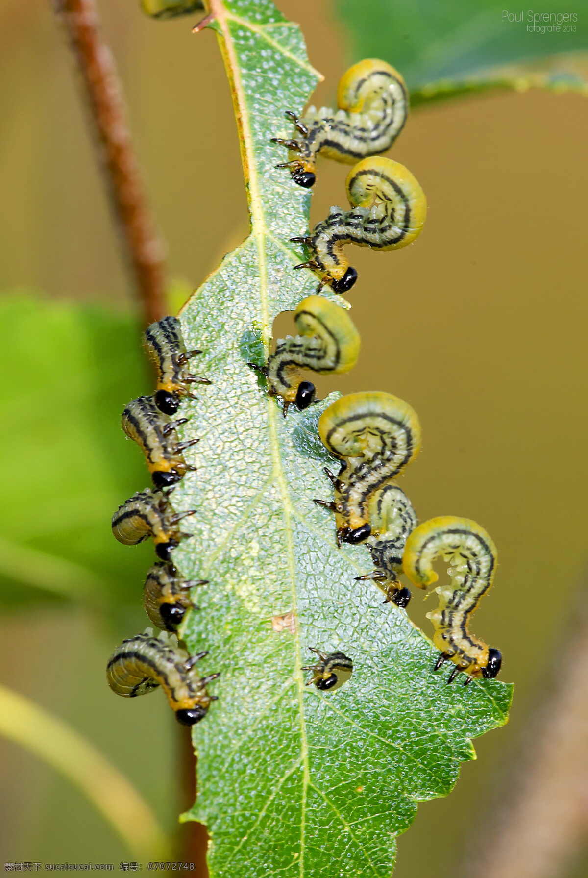 毛毛虫 宏观 bug 关闭 昆虫 自然 黄色 生物世界