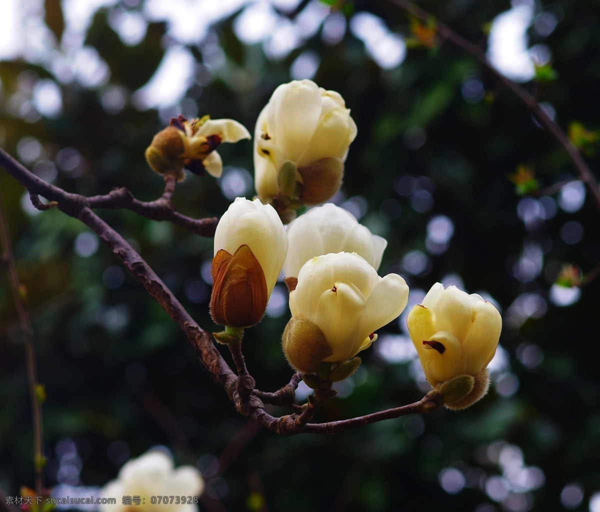 玉兰花 上海市市花 东莞市市花 保定市市花 连云港市花 潮州市市花 自然景观 自然风景