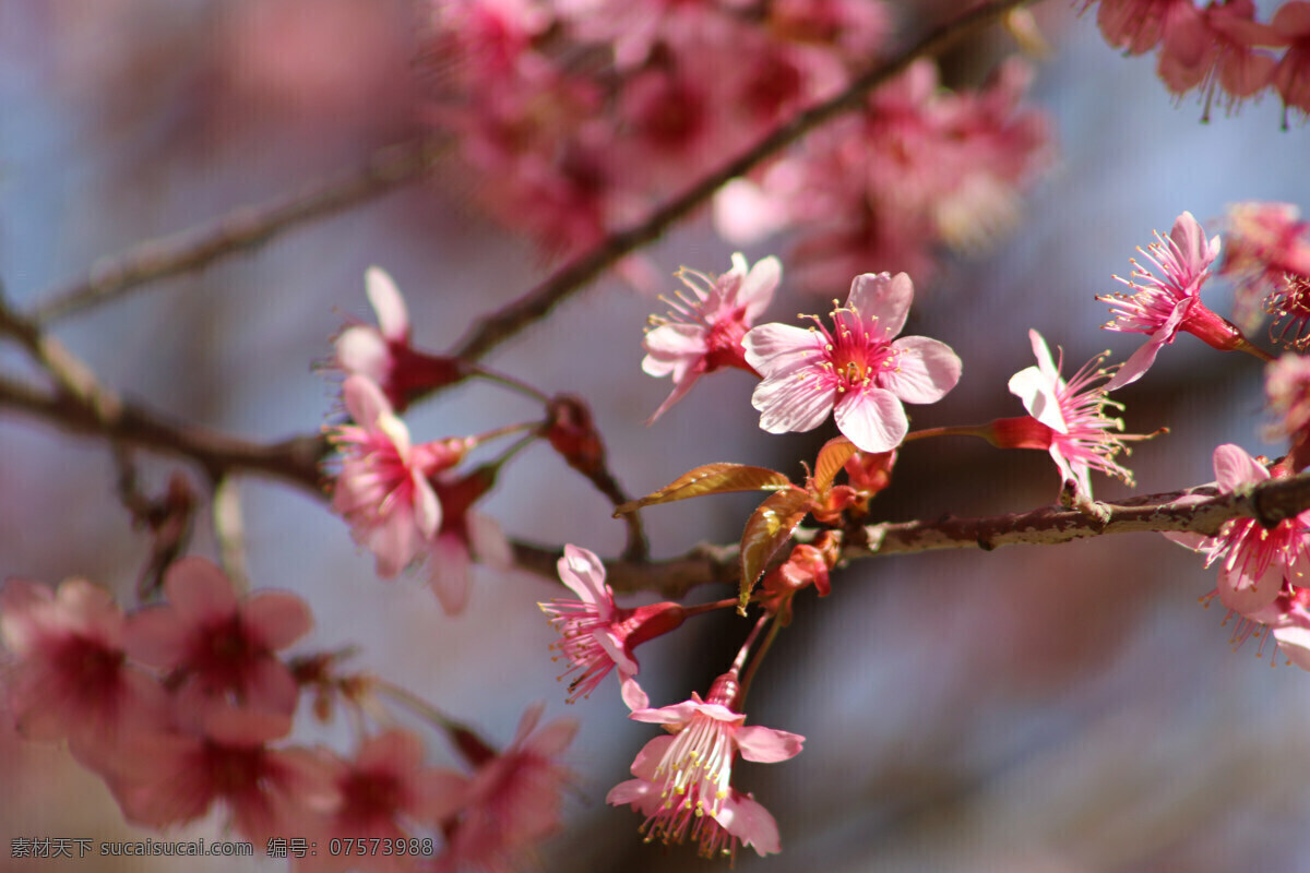 樱花 花朵 开放 樱花摄影 樱花特写 生物世界 花草