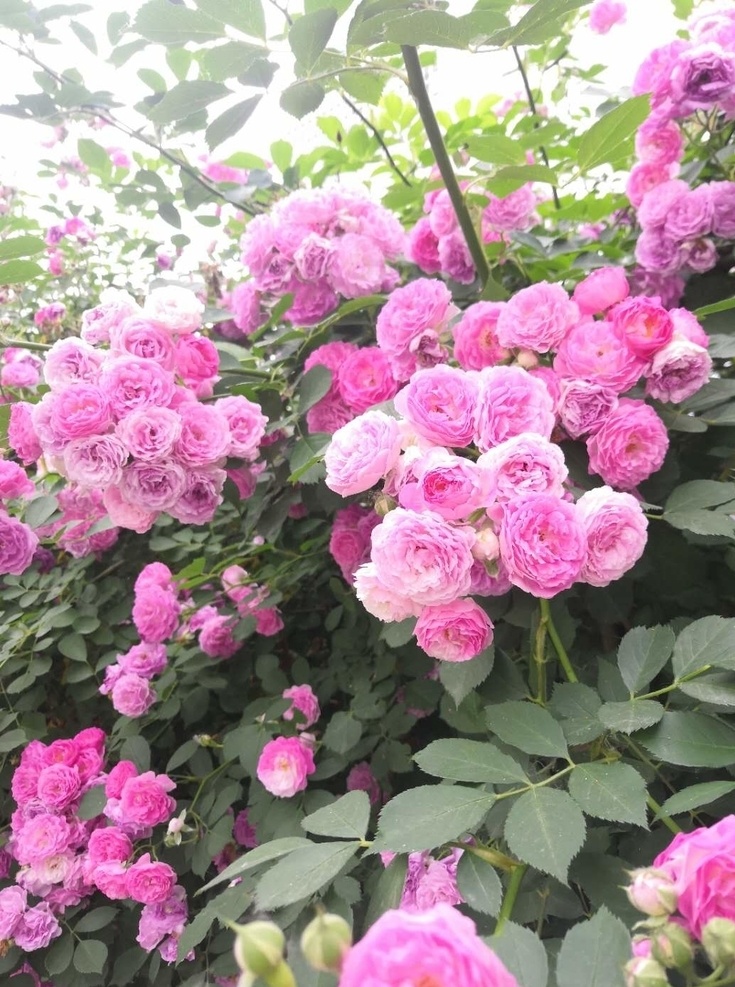 粉色蔷薇花 蔷薇科 鲜花背景 蔷薇 大片 花卉 生物世界 花草 自然景观 自然风景