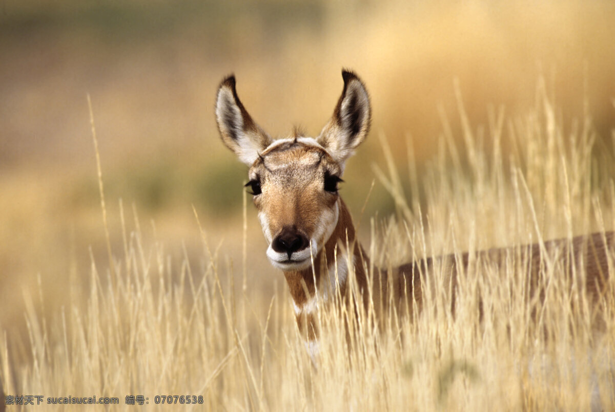 躲 草丛 中 小鹿 动物 幼崽 迷惘 凝望 陆地动物 生物世界