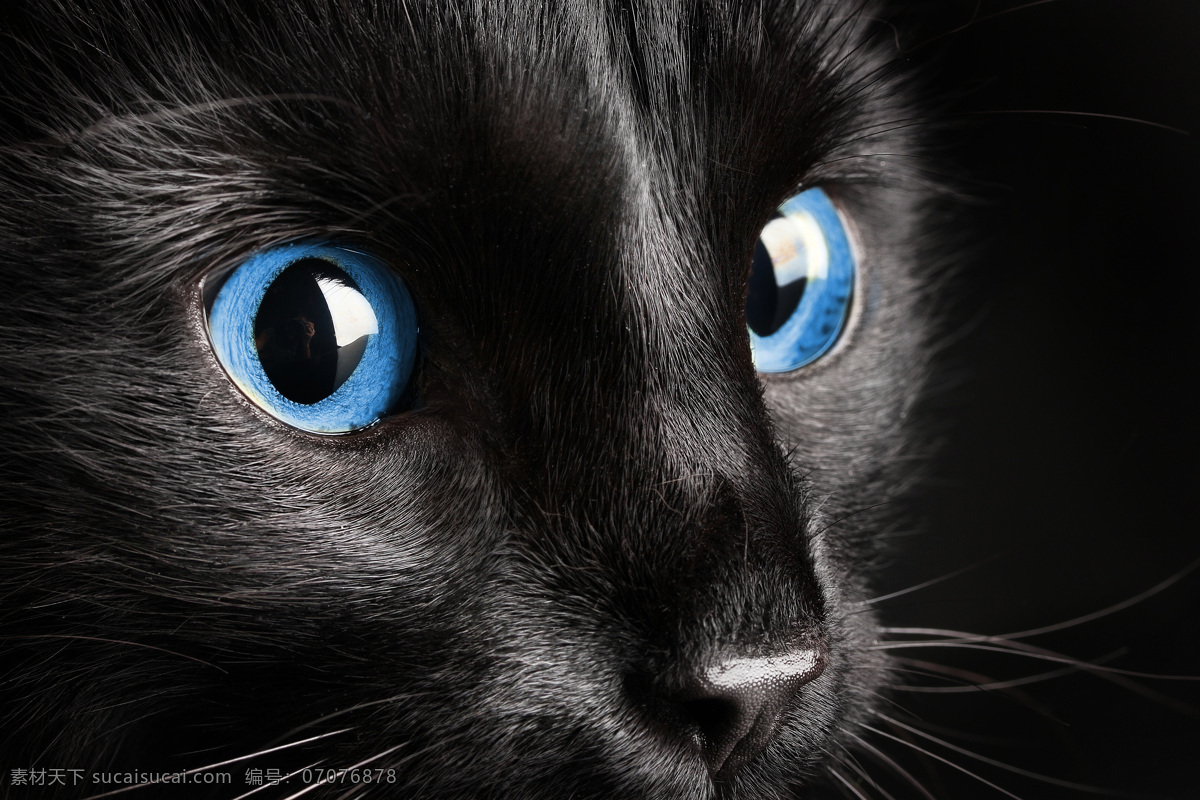 蓝 眼睛 黑猫 高清 猫咪 小猫 猫 黑色
