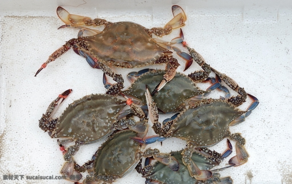 鲜活梭子蟹 梭子蟹成品 鲜活海鲜 餐饮美食 海鲜 海味 海产品 蟹 分层