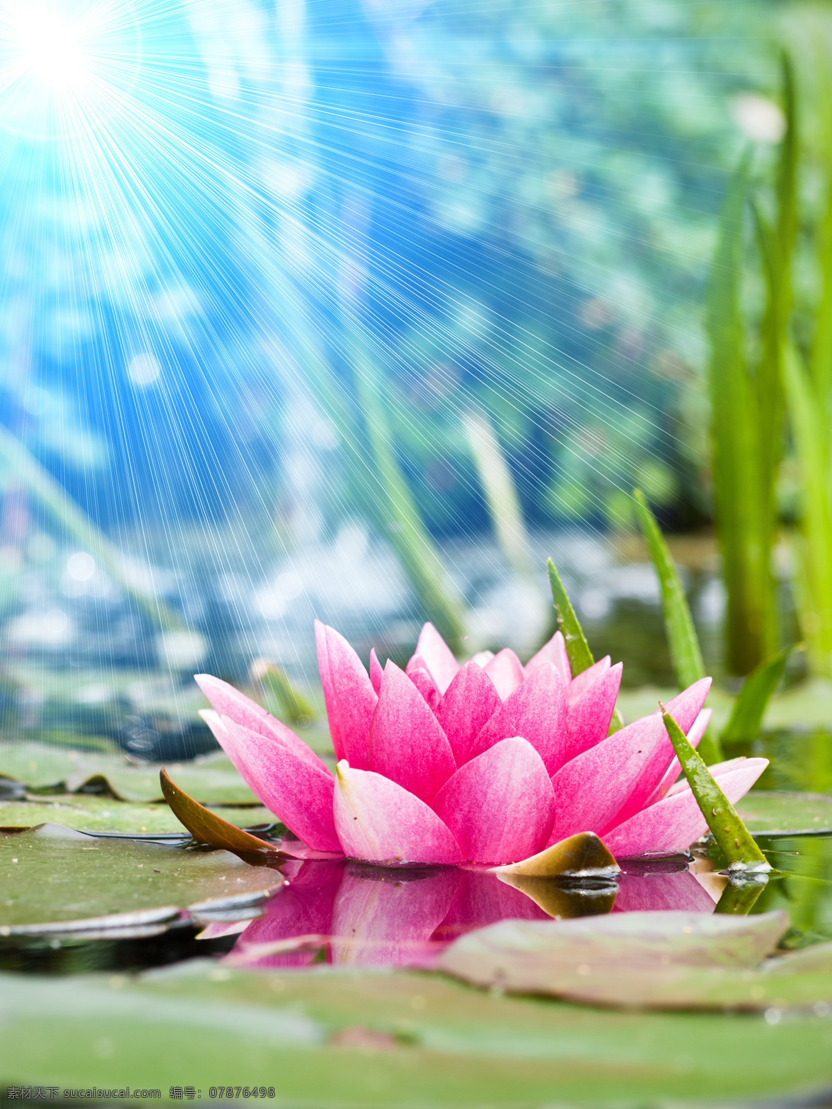 荷花 图 荷塘 荷叶 湖泊 水波 放射光芒 风景 自然景观 花草树木 生物世界