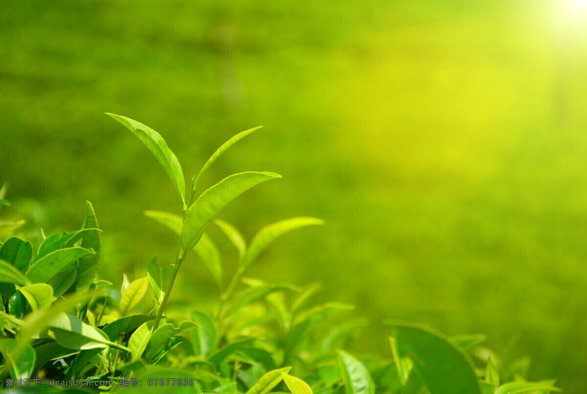 茶山 绿色 茶树 茶场 风景 植被 茶叶 绿地 绿 植物 山丘 丘陵 自然美景 美丽茶山 景色 茶山风景 茶园 美丽风景 风景摄影 自然景观 田园风光 旅游摄影 国内旅游