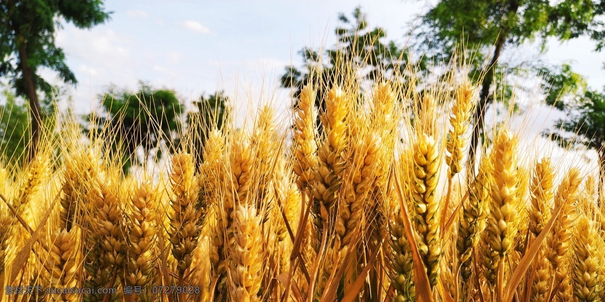 小麦 麦子 麦田 金色麦田 金色 麦粒 夏收 生活百科 生活素材