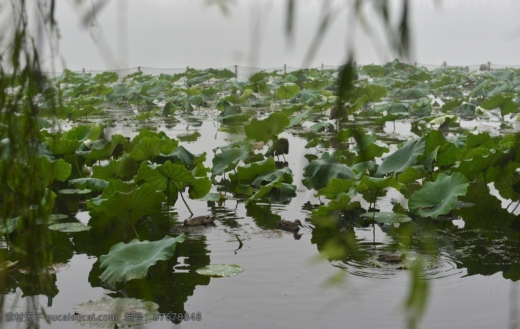 杭州西湖 西湖莲藕 杭州 西湖 凉亭 莲藕 生物世界 花草