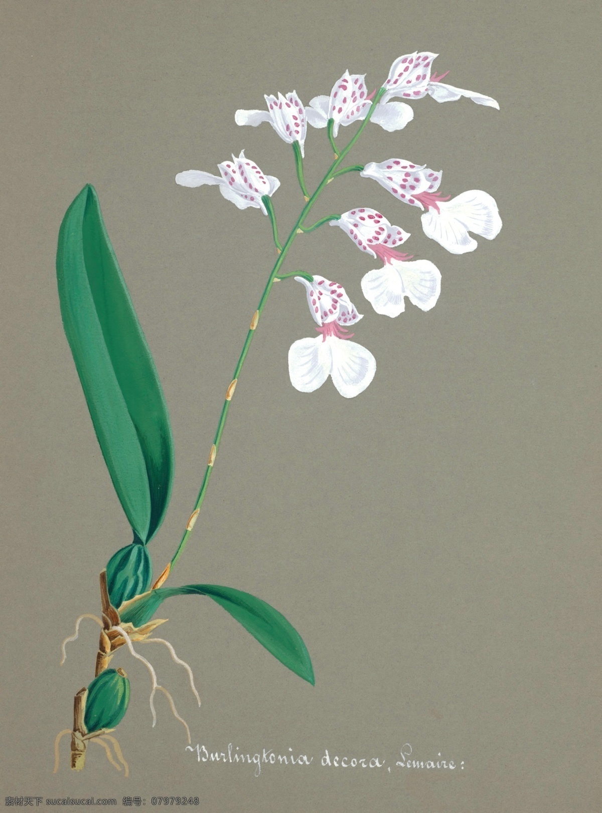手绘兰花 植物 手绘画 水彩画 手绘花朵 兰花插画 自然 手绘花 植物果实插画 兰花 插图 彩色兰花图 唯美鲜花 漂亮 鲜花 装饰画 欧式 花卉 传统艺术 艺术 花朵 花鸟画 手绘花鸟画 风景画 插画 生物世界 花草