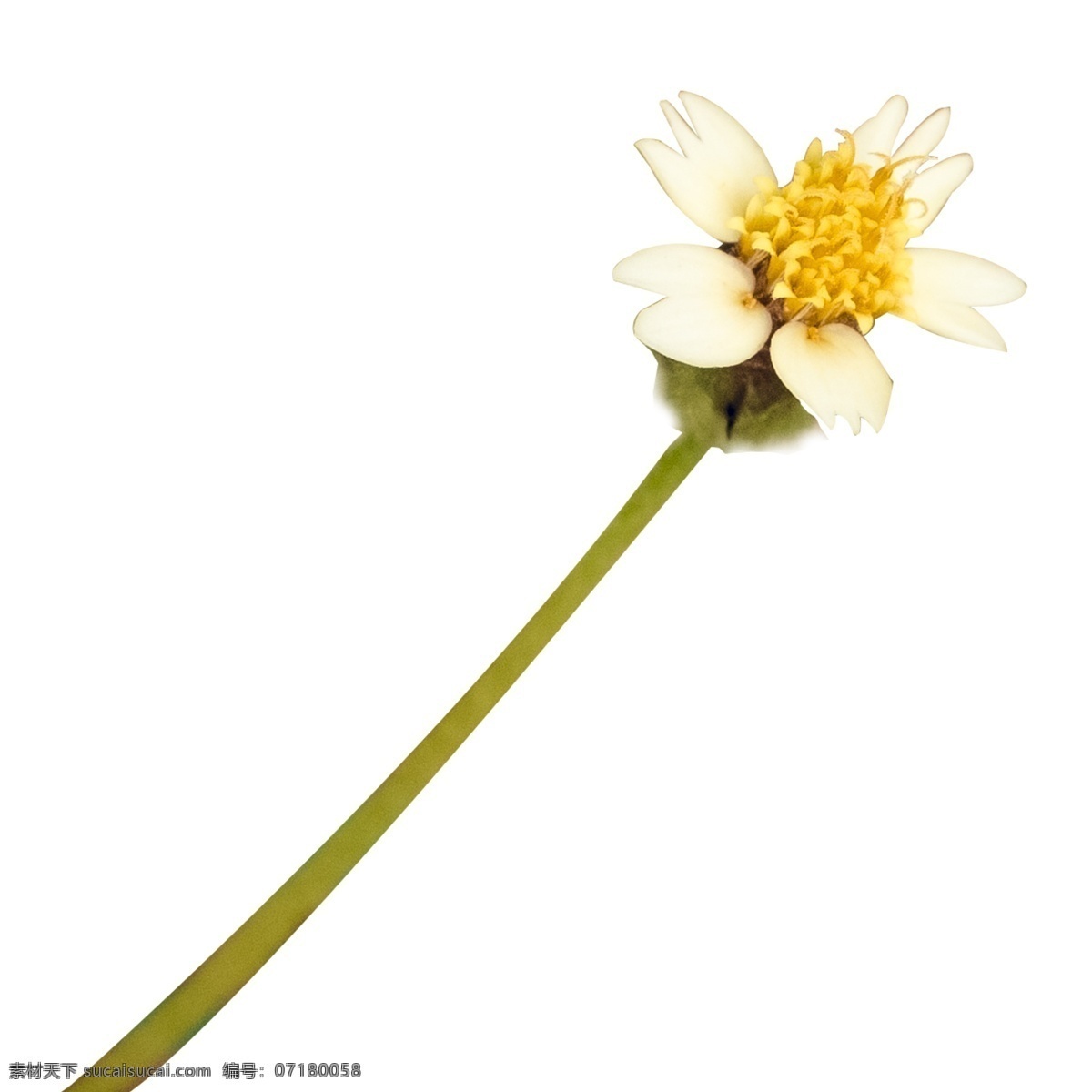 春季 春天 白色 绿色 黄色 花朵 自然 清新 唯美 浪漫 免 扣 免扣 大自然 摄影图 实物图