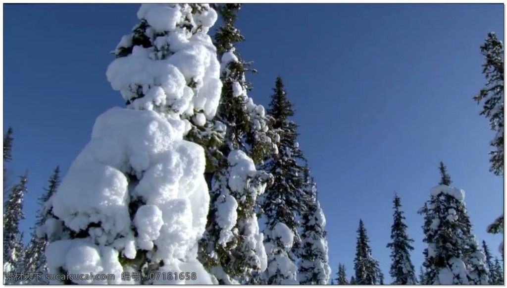 森林 动态 视频 雪景 冬天 树木 视频素材 动态视频素材
