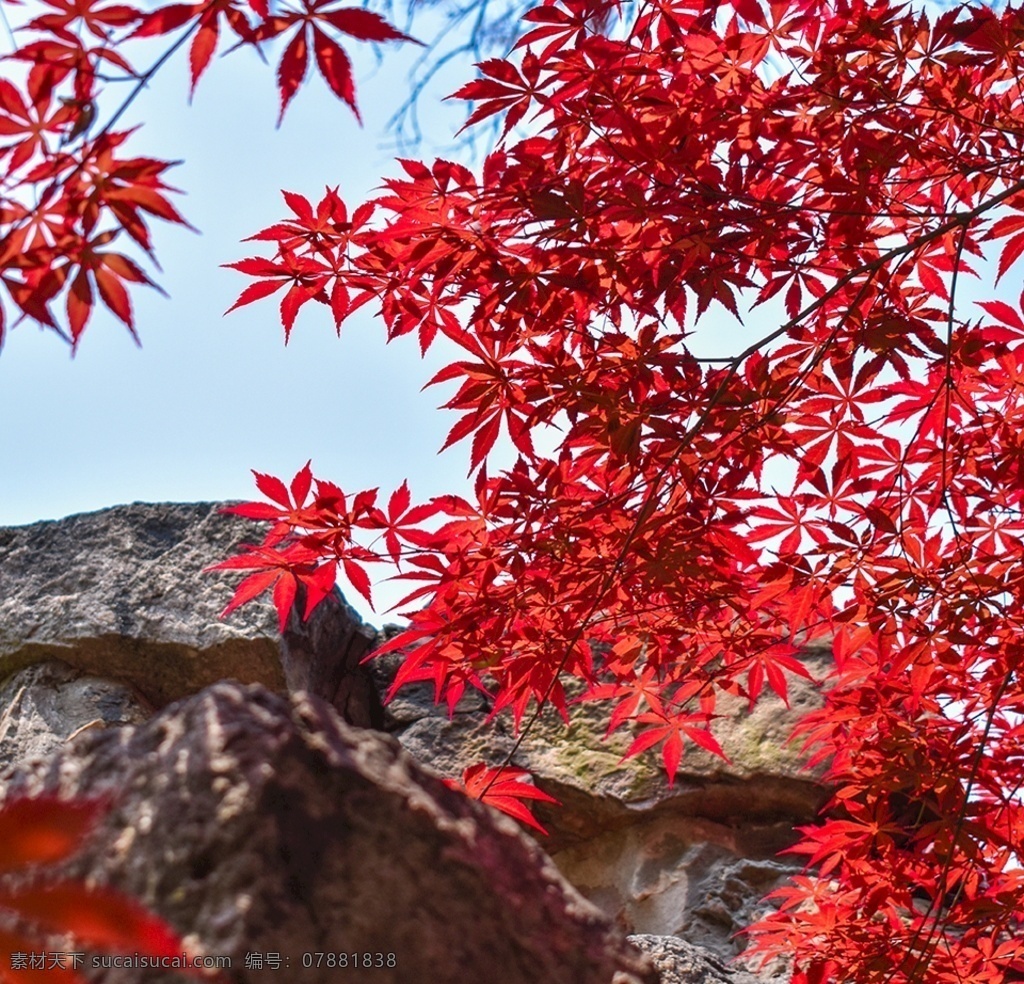 红色枫叶图片 枫叶 红色 枫树 槭树 红枫 秋 红叶 自然景观 自然风景