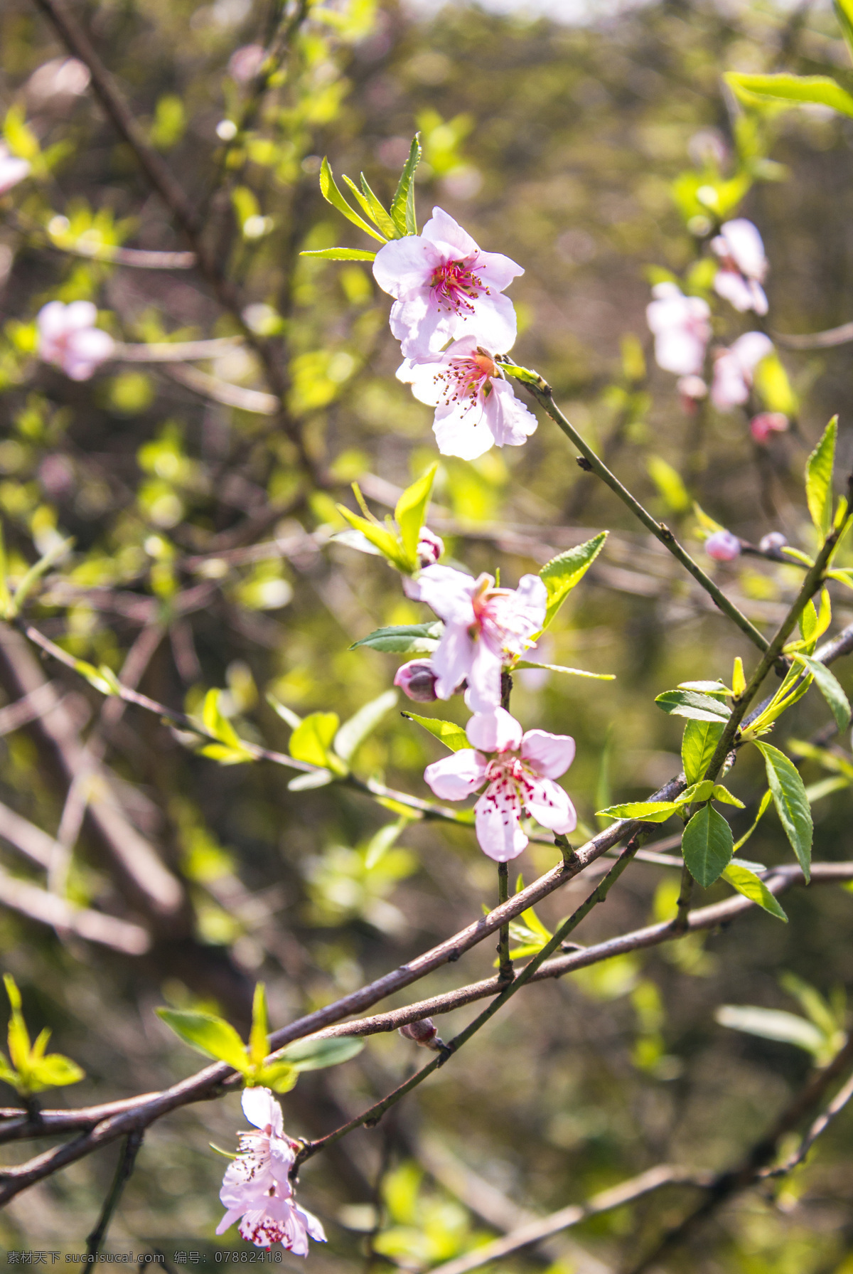 春天 桃花 商用 桃花树 花朵 鲜花 花儿 花 植物 风景 风光