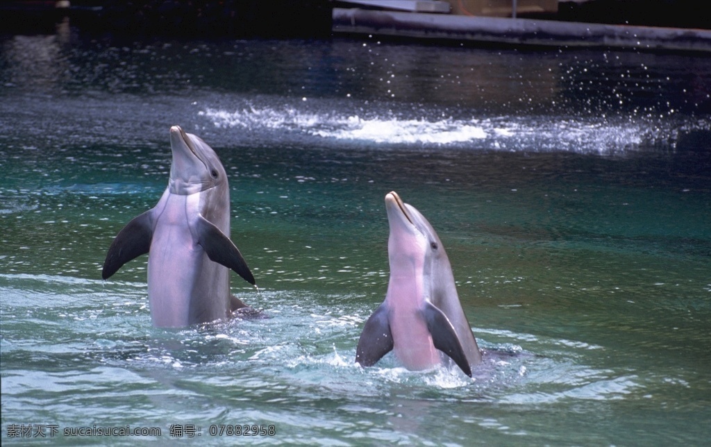 海豚表演 海豚 表演 两只海豚 动物 大海 动物主题 生活百科 娱乐休闲