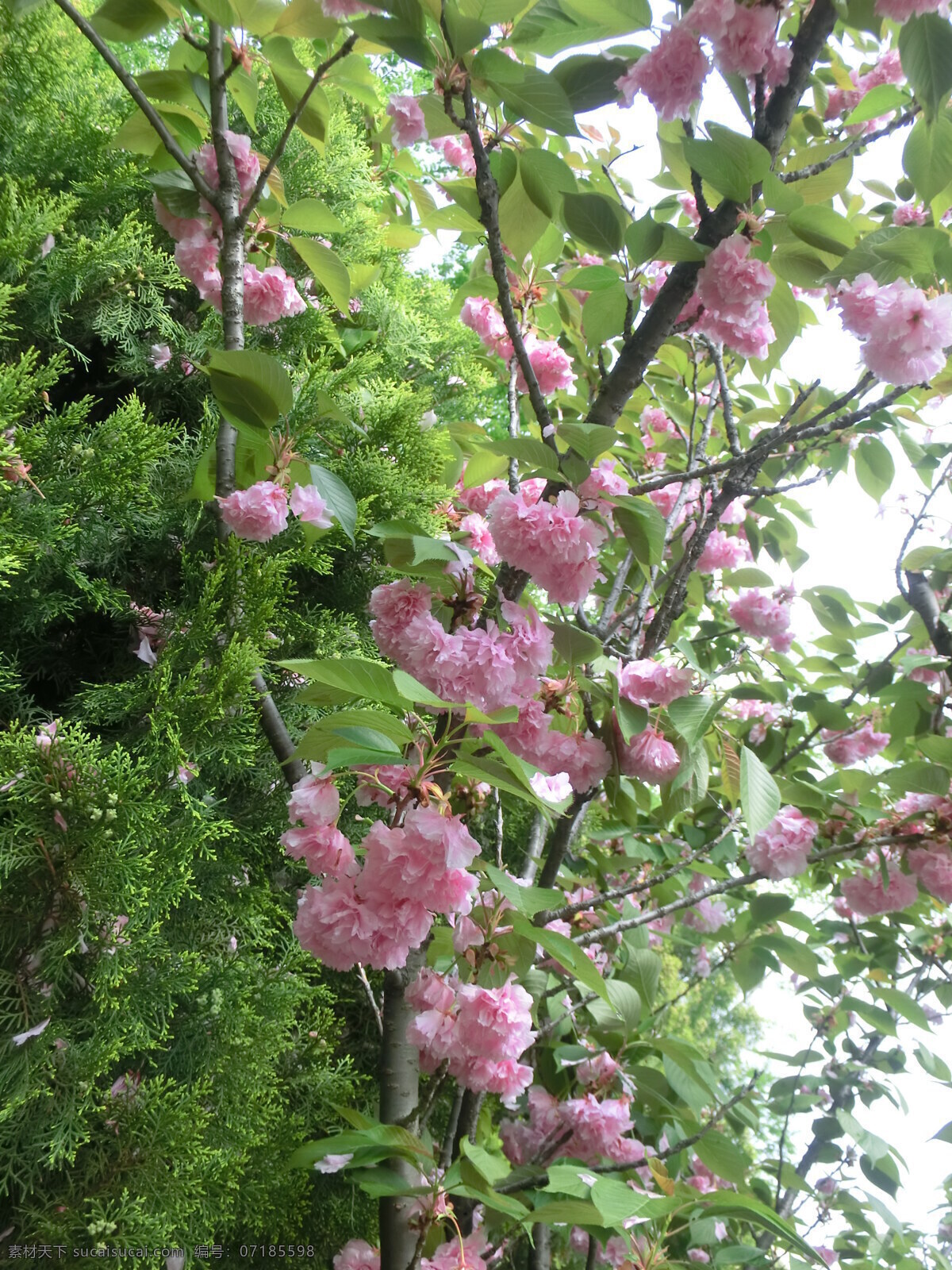 樱花 盛开 春季 粉红色 花草 花类 生物世界 樱花树 樱花盛开 植物 psd源文件