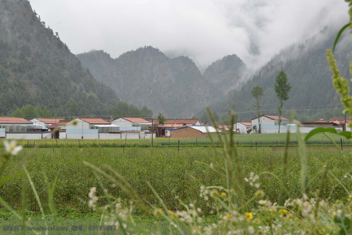 森林公园 田园风光 仙境 自然风景 自然景观 门源 仙 米 青海 矢量图 日常生活