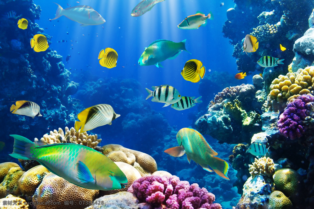 色彩斑斓 海底 世界 海洋生物 海洋动物 海鱼 珊瑚 动物 美丽海底 下 可爱 鱼 水中生物 生物世界