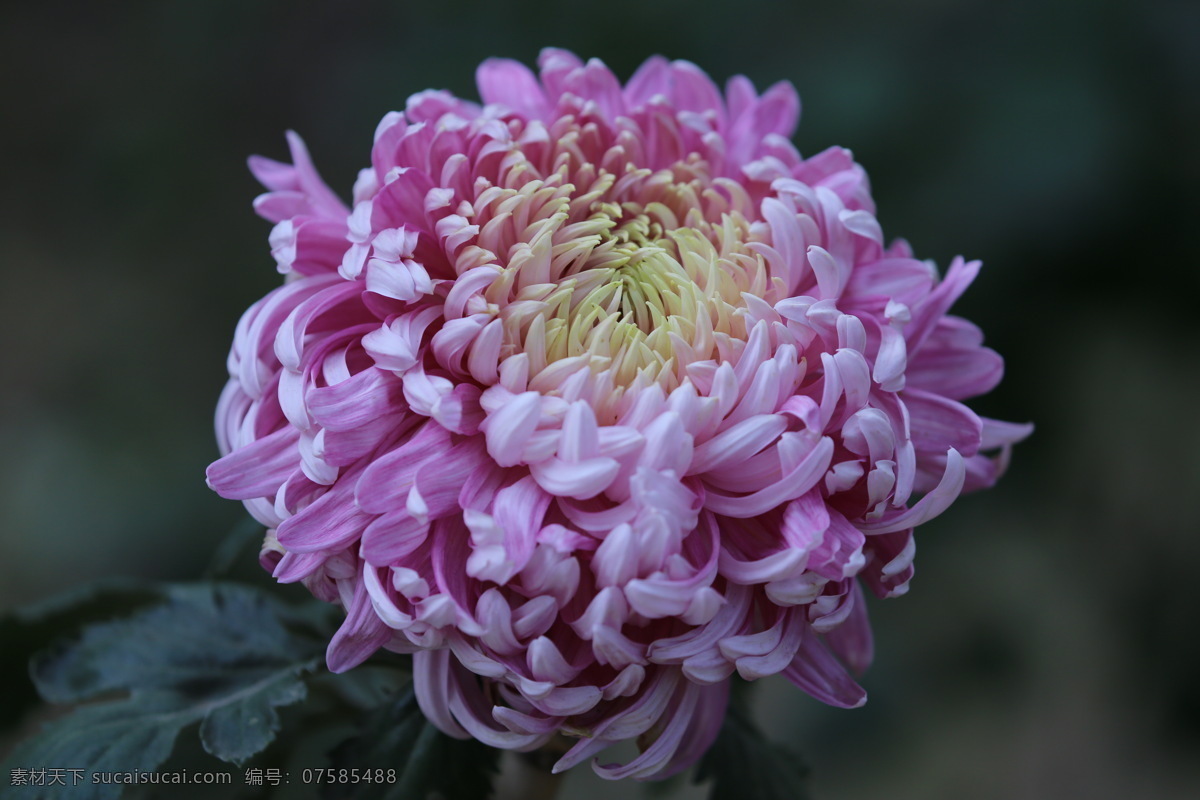 秋菊 观赏花卉 园艺 花卉素材 寿客 金英 黄华 陶菊 花卉 花儿 花草 花朵 花瓣 花蕊 菊菊花 生物世界