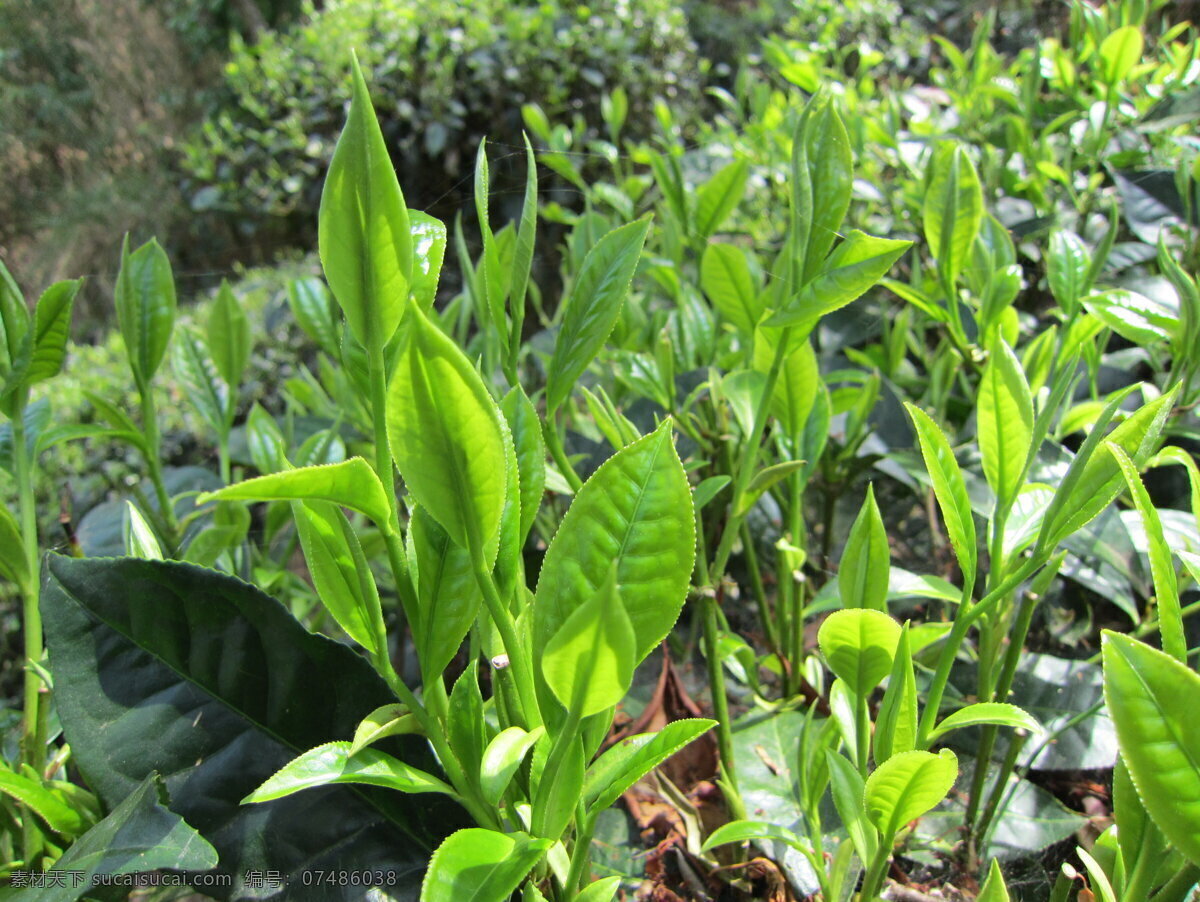 茶芽 绿色 茶园 茶 绿茶 生物世界 树木树叶