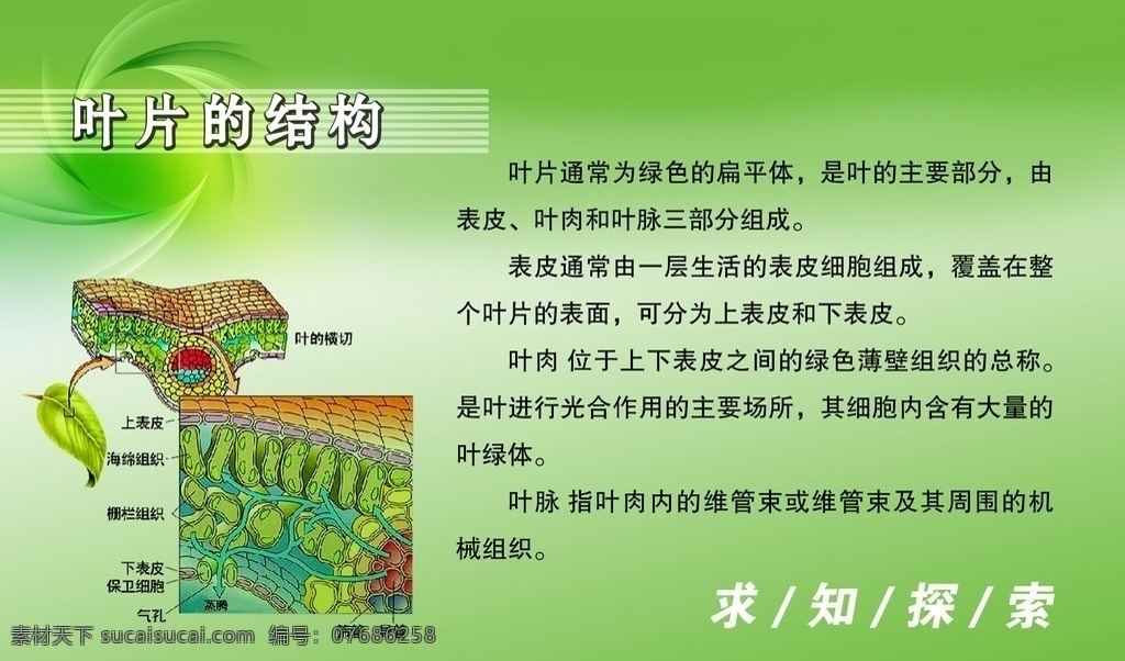求知探索 生物抛面图 介绍 背景 叶片 结构 分层 源文件