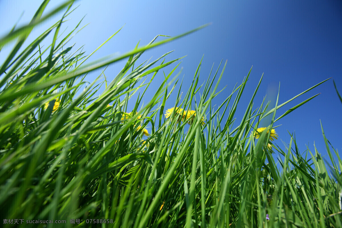 绿 草 蓝天 背景 草地 草坪 创意设计 底图 高清大图 禾苗 绿草 绿色 小花 野花