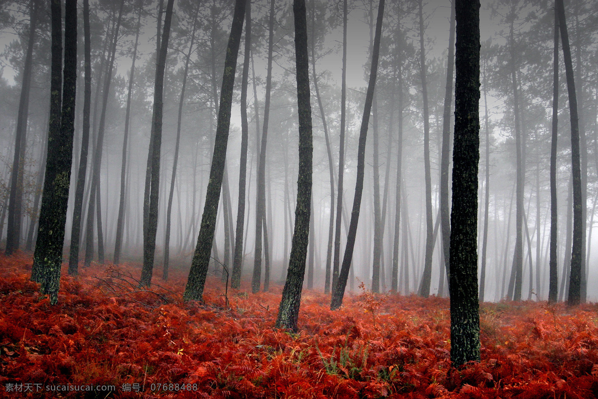 秋天树林风景 美丽风景 自然风光 美丽景色 自然美景 自然风景 自然景观 黑色