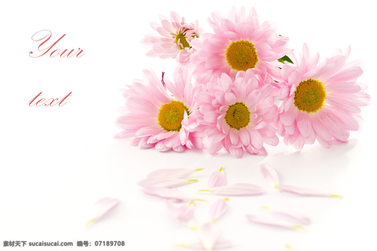 粉红 菊花 美丽鲜花 花卉 花朵 粉红花朵 花草树木 生物世界