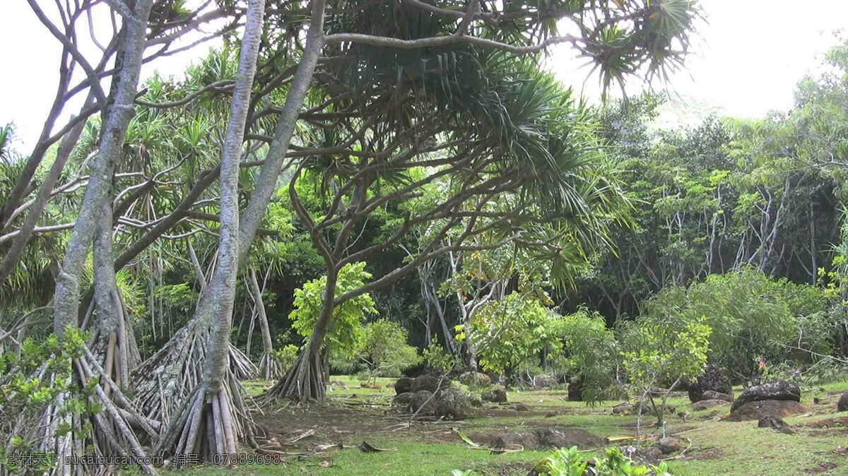 露 兜 树 考 艾 高跷 根 股票 视频 丛林 热带 森林 夏威夷 自然 考艾 露兜树 其他视频