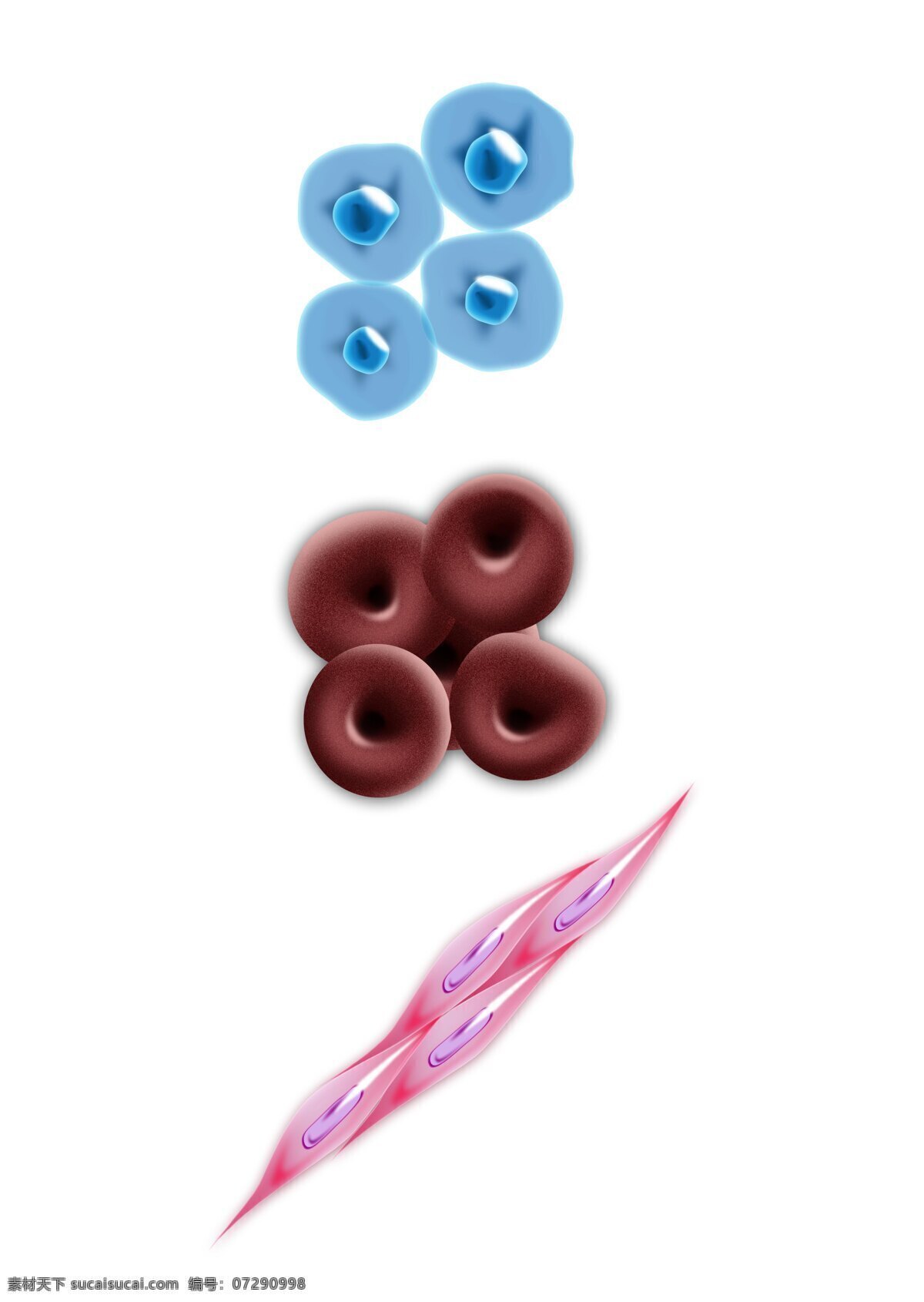 款 半 写实 细胞 分层 图 随意 编辑 生物 表皮 医生 显微镜 人体 血液 肌肉细胞 红细胞 血细胞 治疗 生活百科 医疗保健