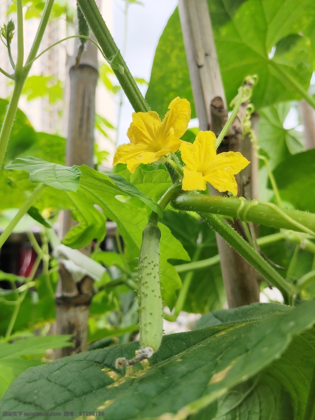 黄瓜花 花 叶 绿叶 小花 美花 植物 风景 生物世界 花草 静物