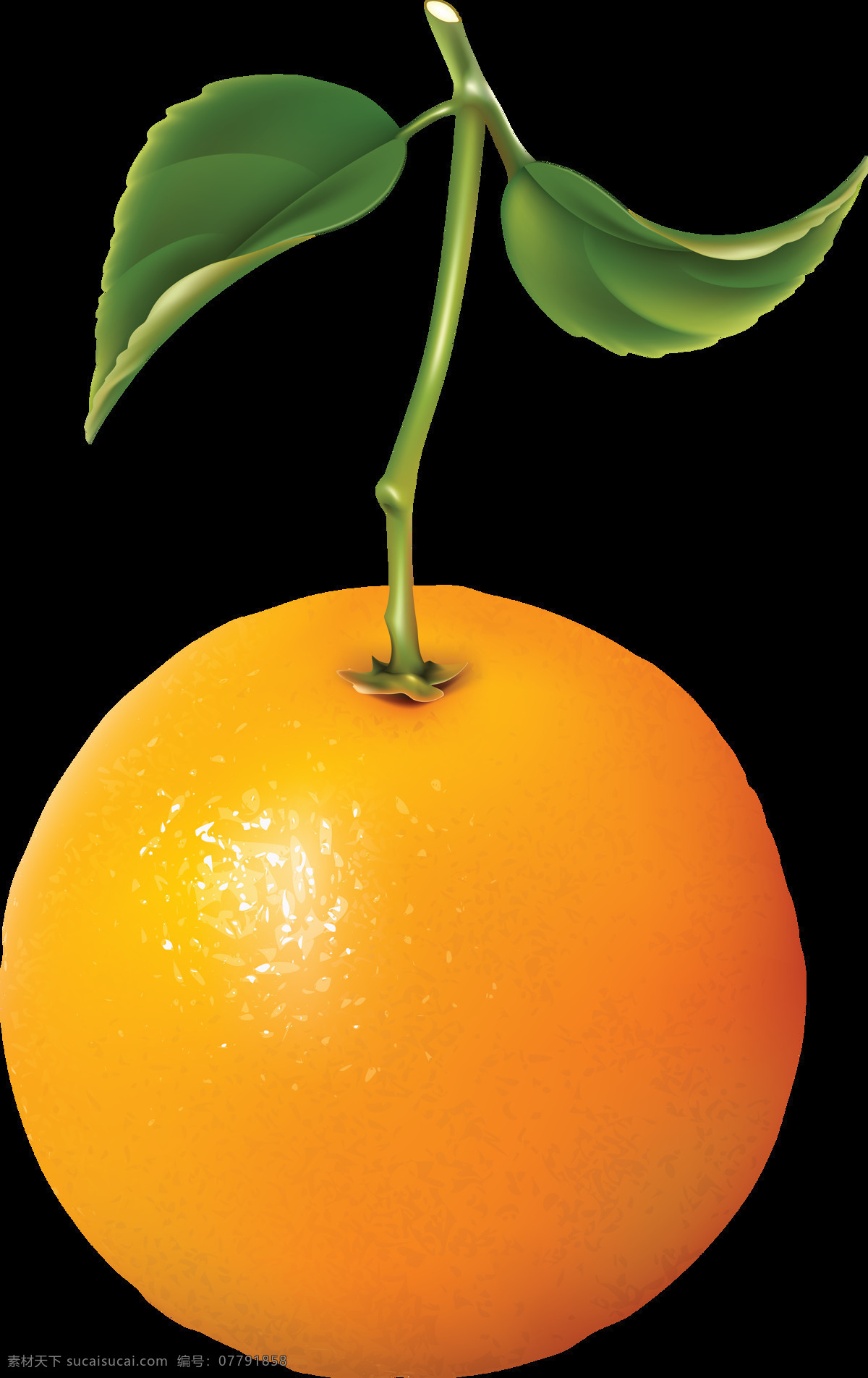 橙子 桔子 橘子 蔬菜 食品 新鲜 美味 美食 素食 蔬菜水果 水果 水果蔬菜 生物世界 设计素材 水果素材 生活用品 生活百科