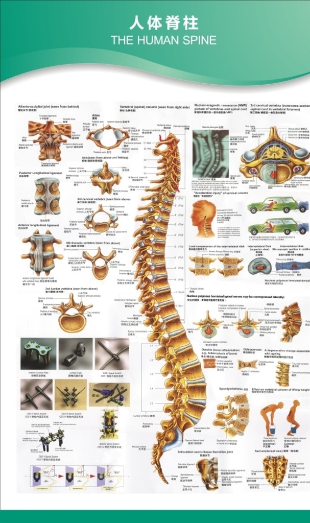 医院 骨科 微创骨科 人体脊柱 解剖图