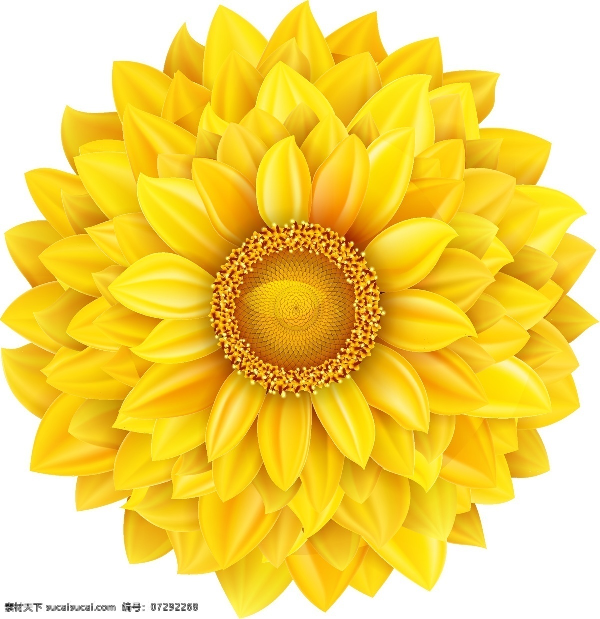 矢量 高清 黄色 向日葵 花 多层向日葵花 金色向日葵 手绘花朵 矢量高清