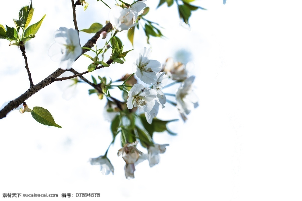 梨花特写 一枝梨花 梨花 花 梨 花蕊 旅游摄影 自然风景 光 虚幻 漂亮 美丽 春天