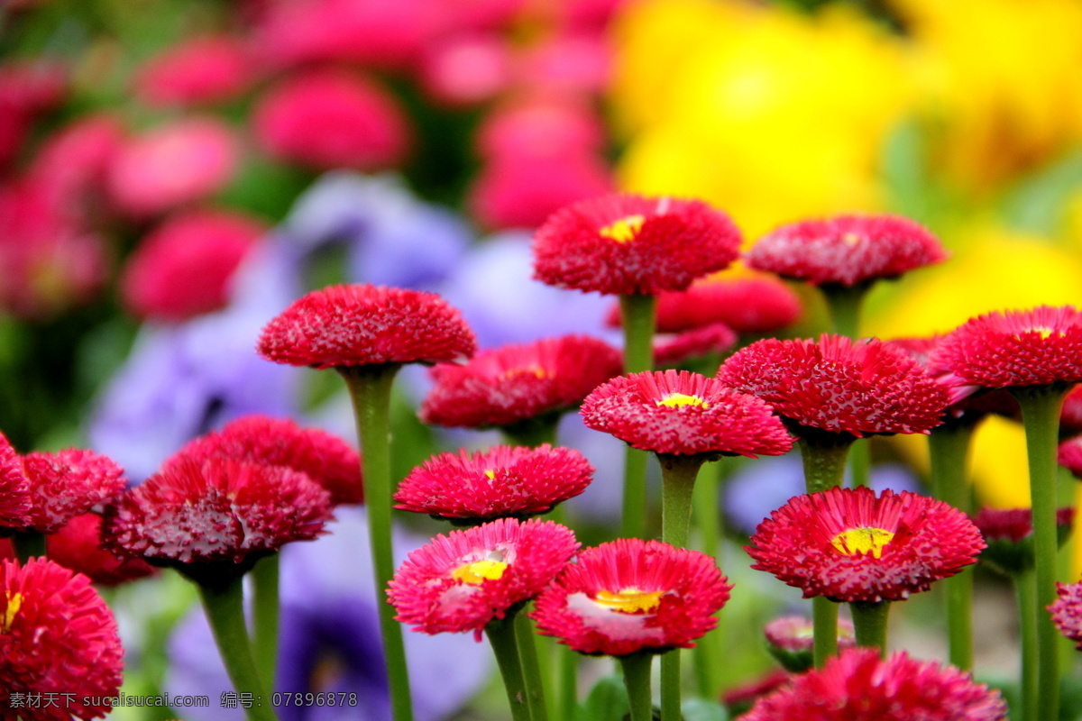 唯美 红色 菊花 菊花图片大全 红色菊花 红色鲜花 红色花朵 鲜花 自然花朵