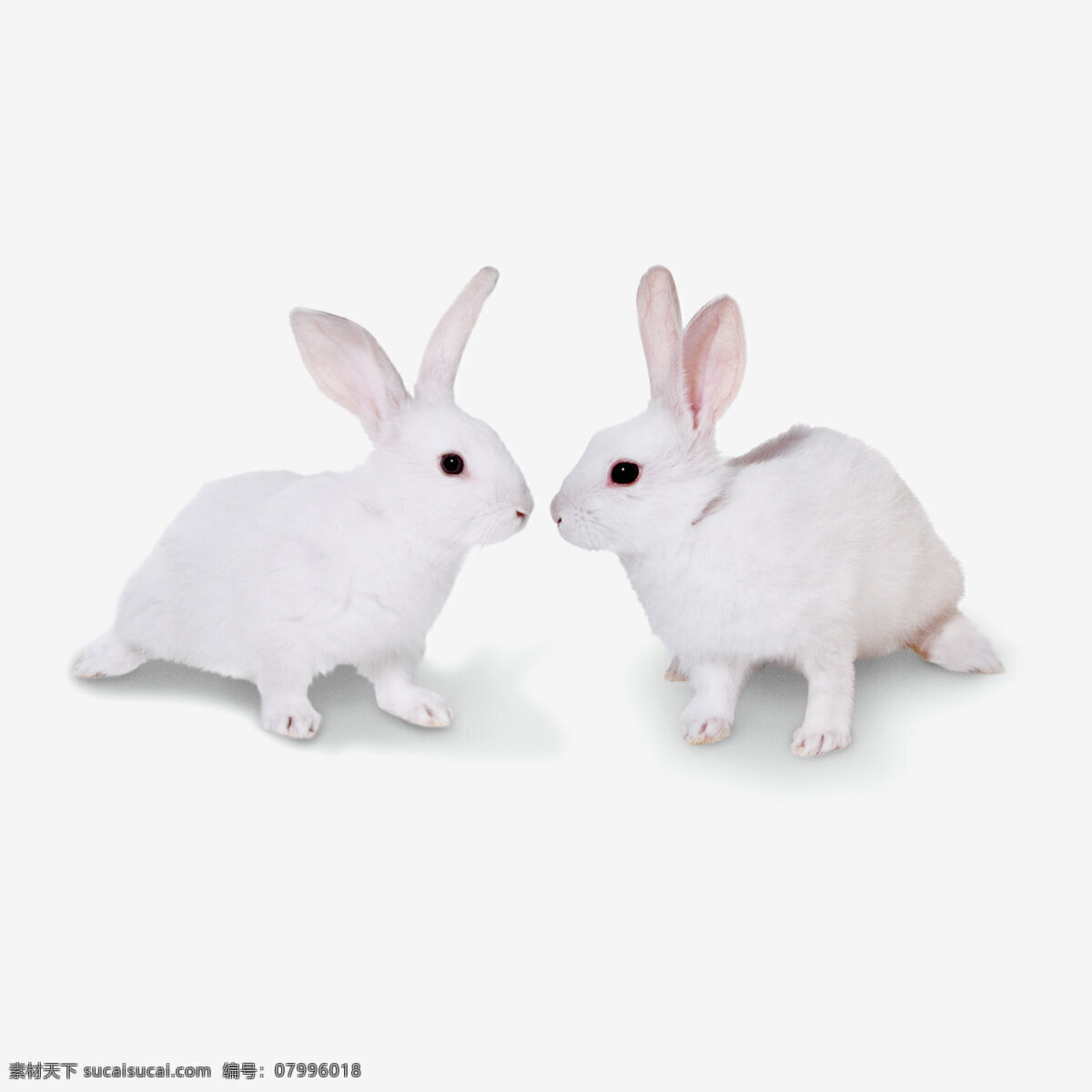 可爱 小 兔子 宠物 动物 跳跃 小白兔 一对 生物世界